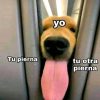 Perrito lamedor busca Ama en Madrid