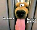 Perrito lamedor busca Ama en Madrid