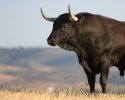 Corneador/Bull para parejas