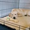 Se busca perro sumiso para uso personal