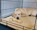 Se busca perro sumiso para uso personal